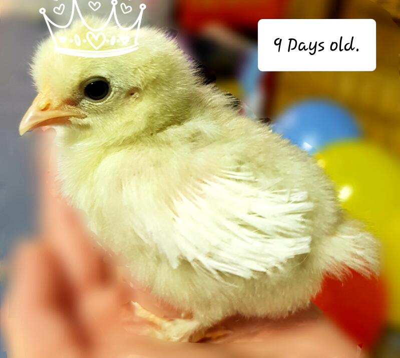 9 day old chick