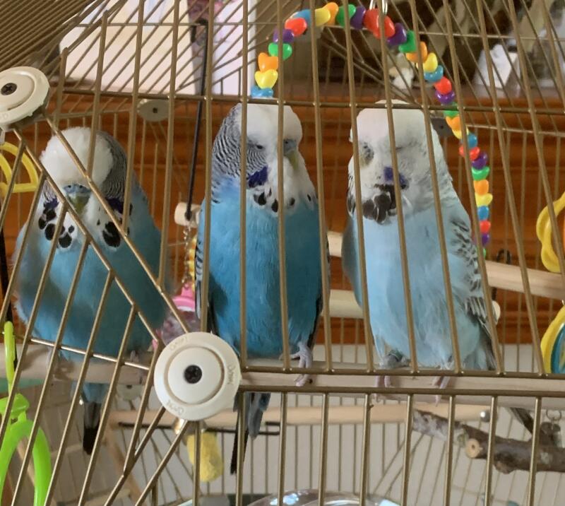 Pájaros sentados en la percha de su jaula