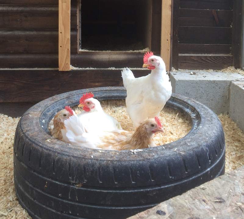 four brown and white chickens in a tyre