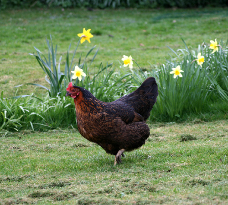 Chicken in garden