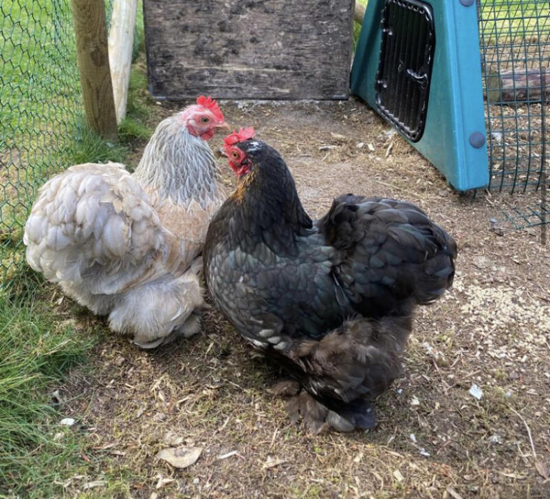 Två kycklingar i sin hage