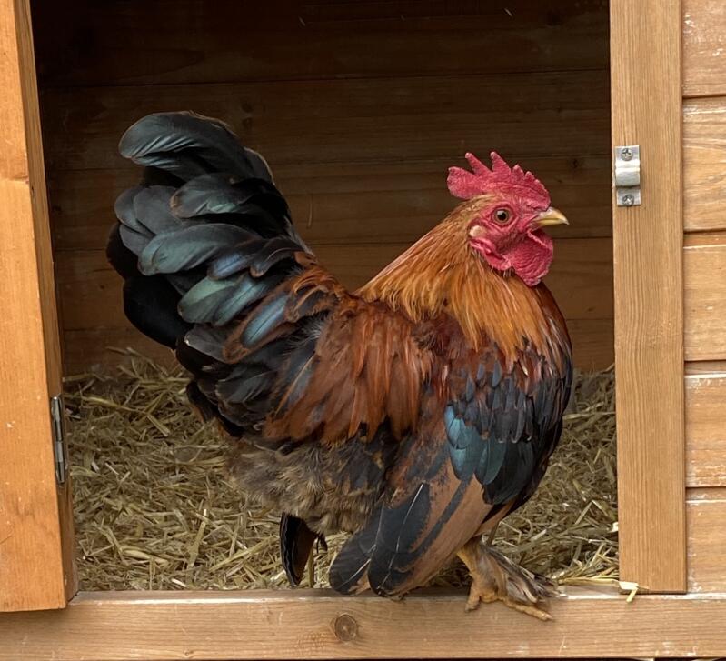 A chicken standing in the doorway of a wooden coop.