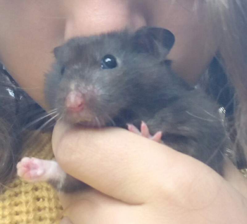 En liten svart hamster som hålls av sin ägare
