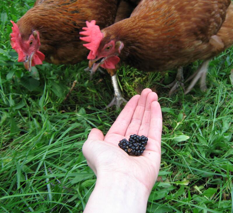 Hens eating blackberries out of hand