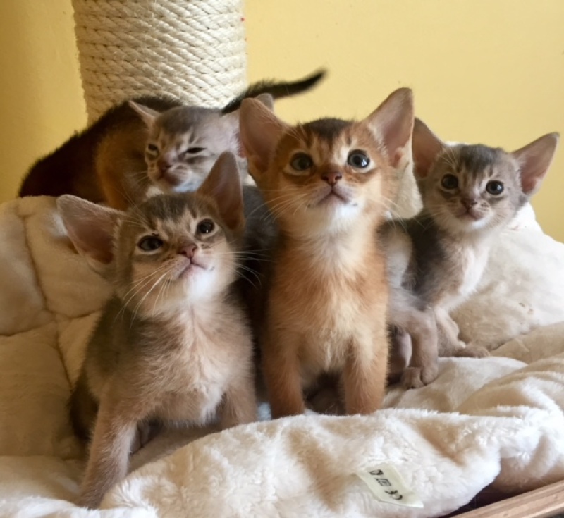 Un groupe de chatons orange, bruns et blancs, assis à l'intérieur, regardant vers le haut.