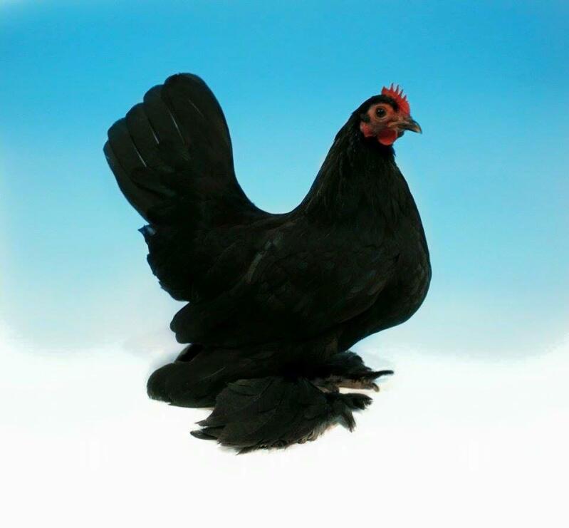 a black booted bantam chicken in the air