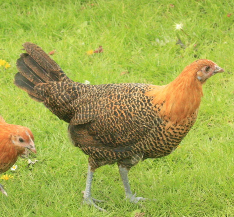 14 week old Golden Campine Hen