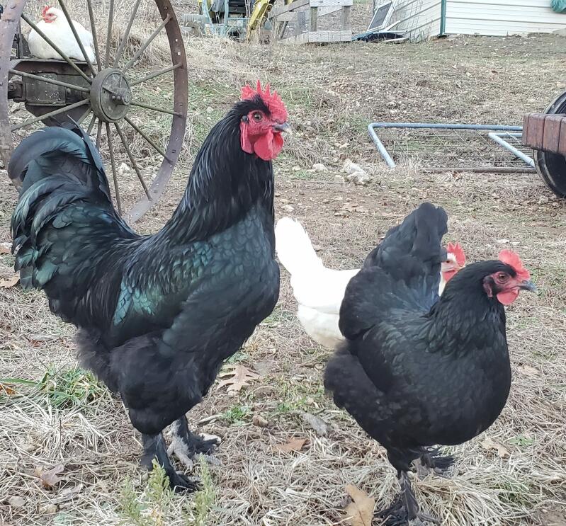 Deux poulets noirs de langsham.