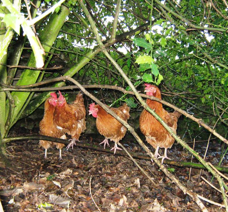 Vier hühner im wald