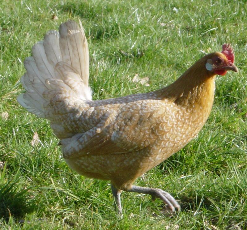 Friesian Chicken in garden