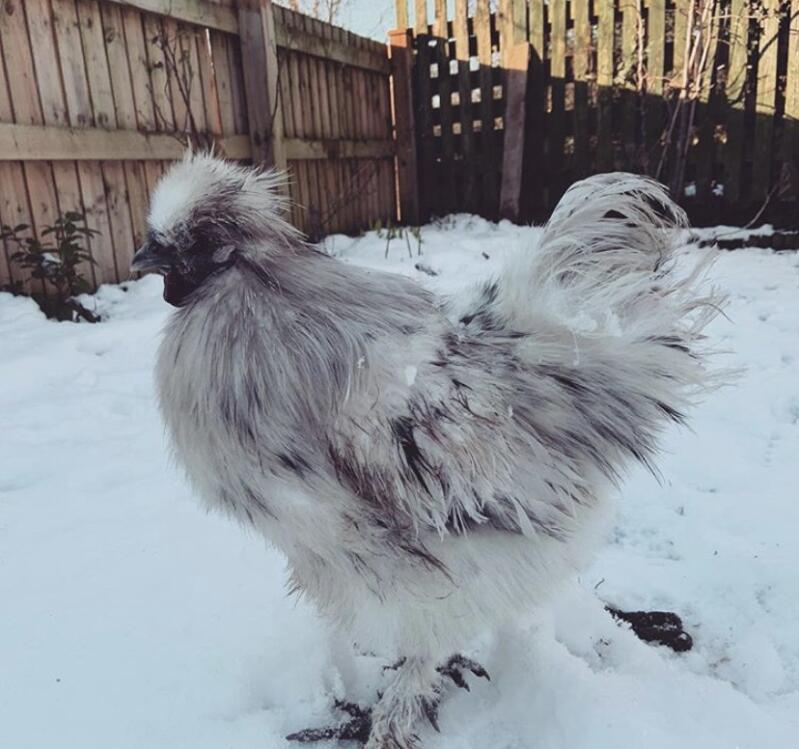 a white and grey silkie chicken in the snow