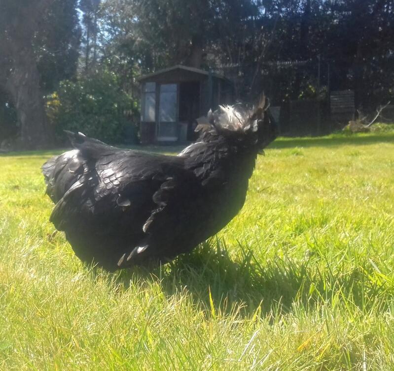 A black poland chicken in the sun.