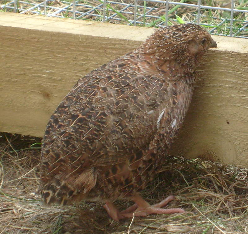 Japanese Quail looking out of run