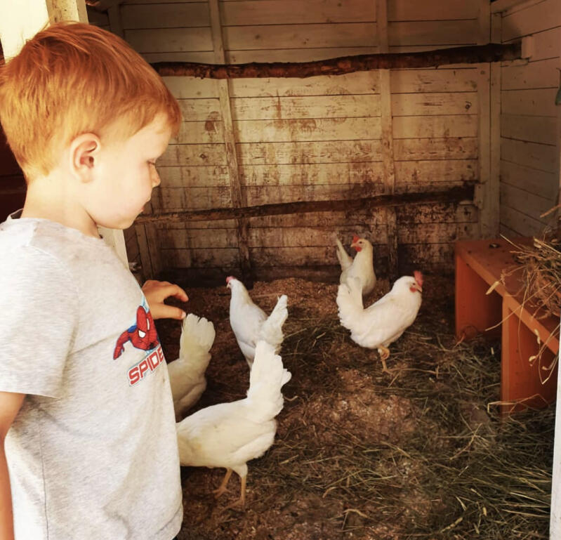 Niño con pollos