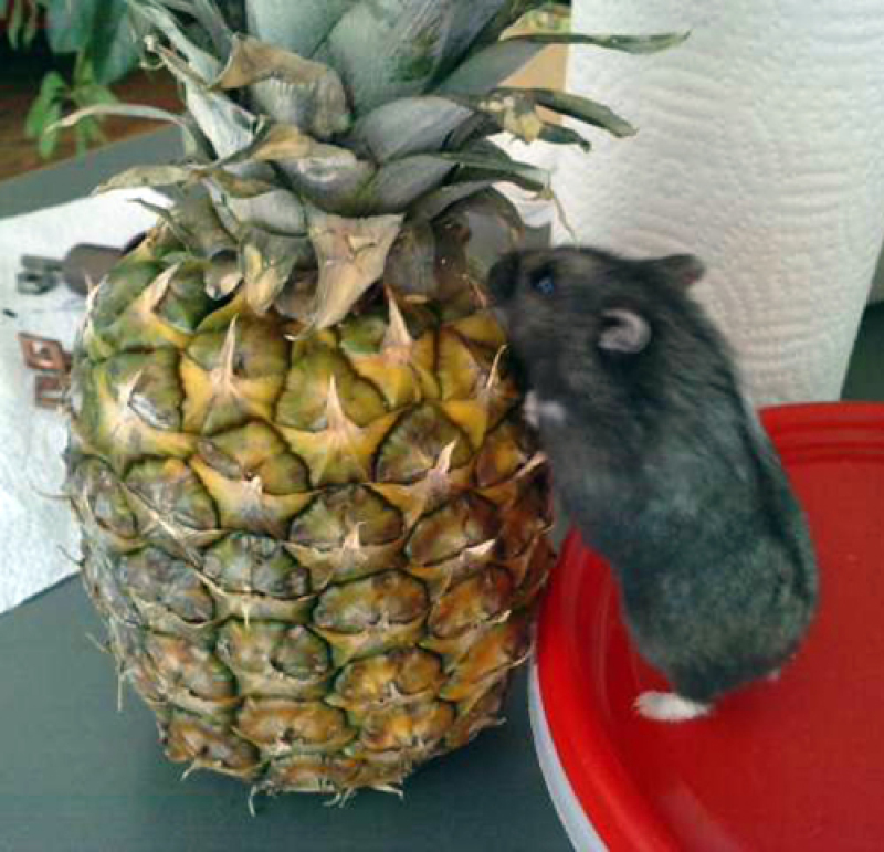 Norma versus pineapple!
