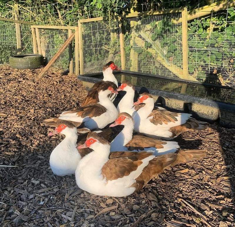 A flock of muscovy ducks.