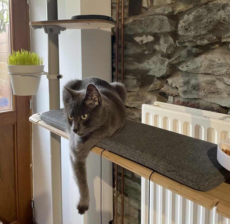 Gatto grigio seduto su una mensola del suo albero di gatto indoor