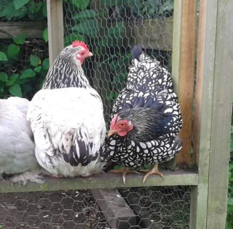 three chickens perched on a wooden fence with chicken wire underneath
