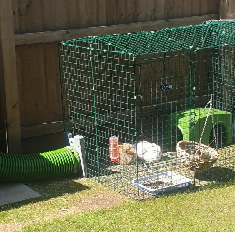 This run is the best thing we ever did, rabbits are so happy with constant access to outdoor space! 