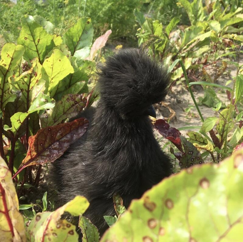 Una gallina de seda escondida en un huerto.