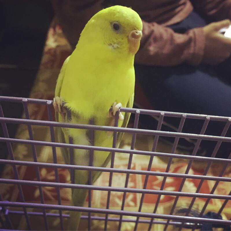 a yellow budgie perched on a grey metal mesh
