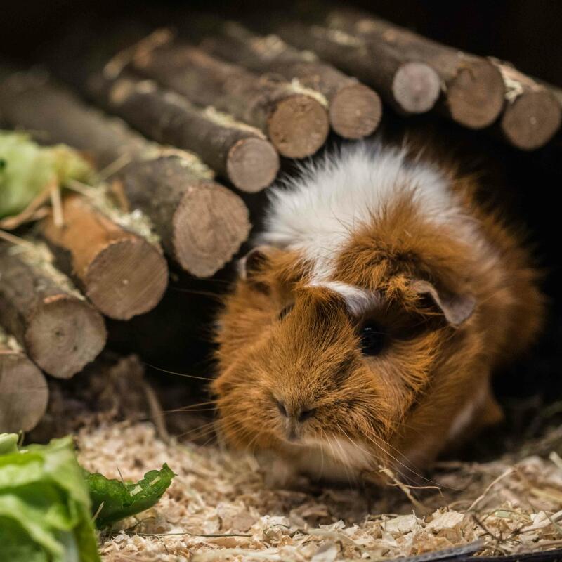 an abyssinian guinea pig with brown and white fur stood under a wooden hide