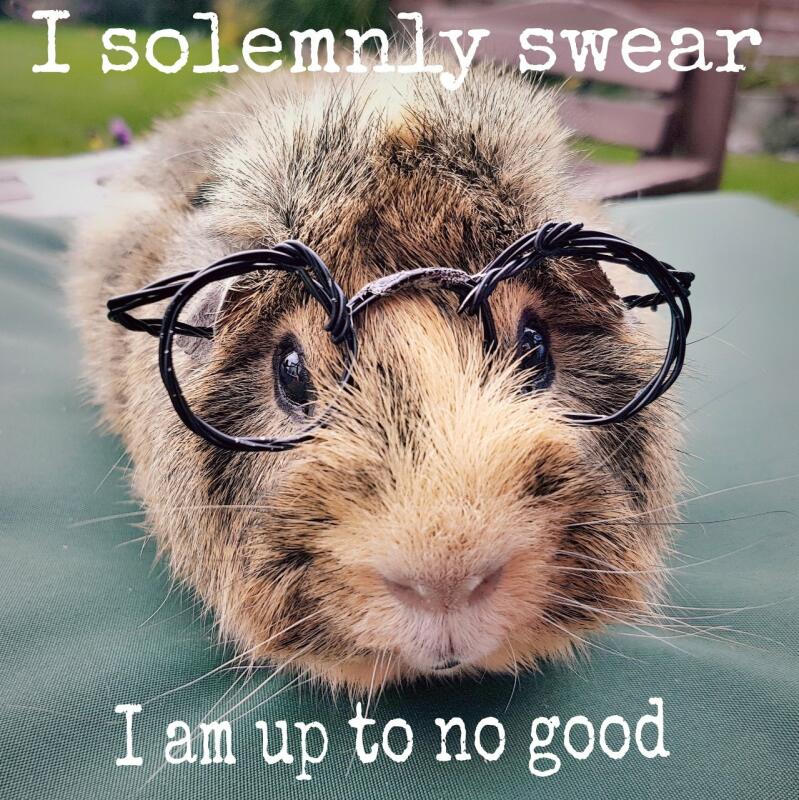 a small Abyssinian guinea pig wearing glasses looking like harry potter saying i am up to no good