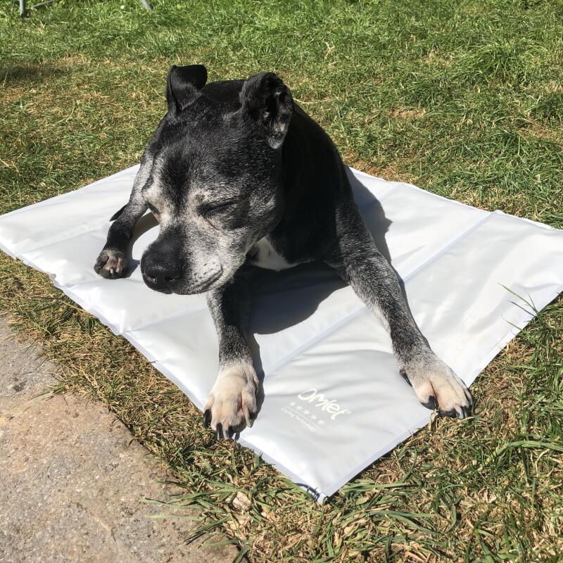 Dog laying on Omlet cooling dog mat