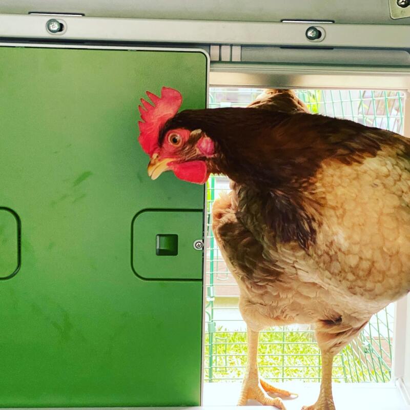 Una gallina che entra nel suo pollaio attraverso la sua porta automatica