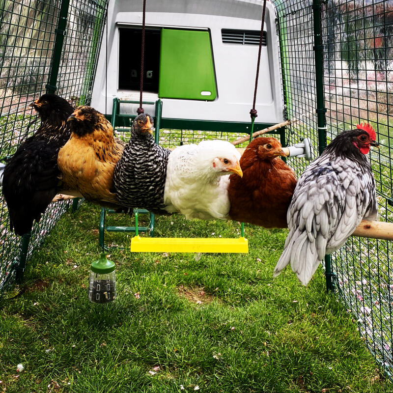 Grønn Eglu Cube stort hønsehus med løp med 6 kyllinger som sitter på Omlet kyllingabbor