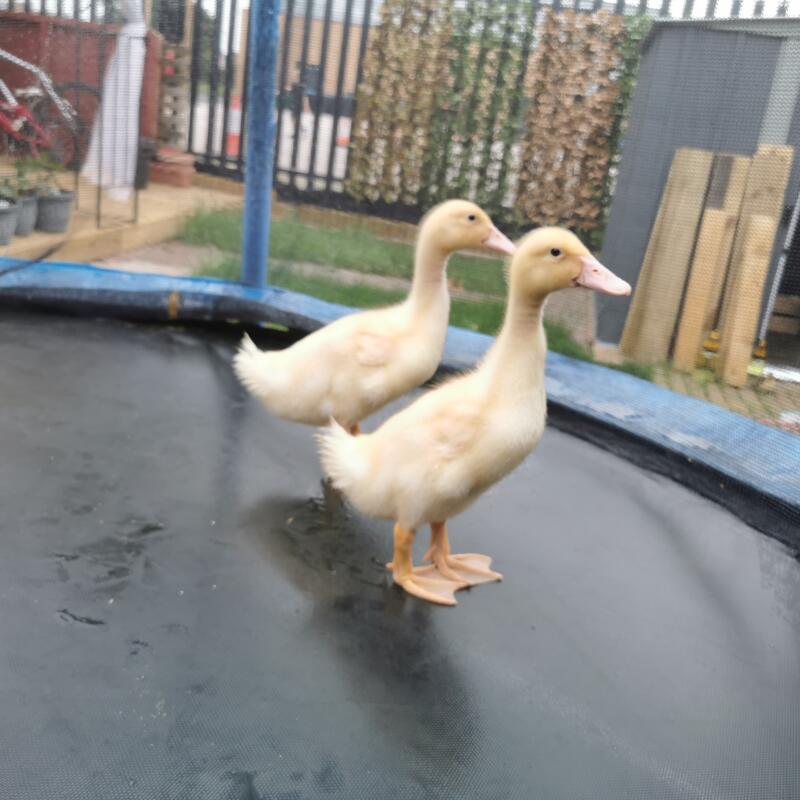 A pair of aylesbury ducks on a trampoline.