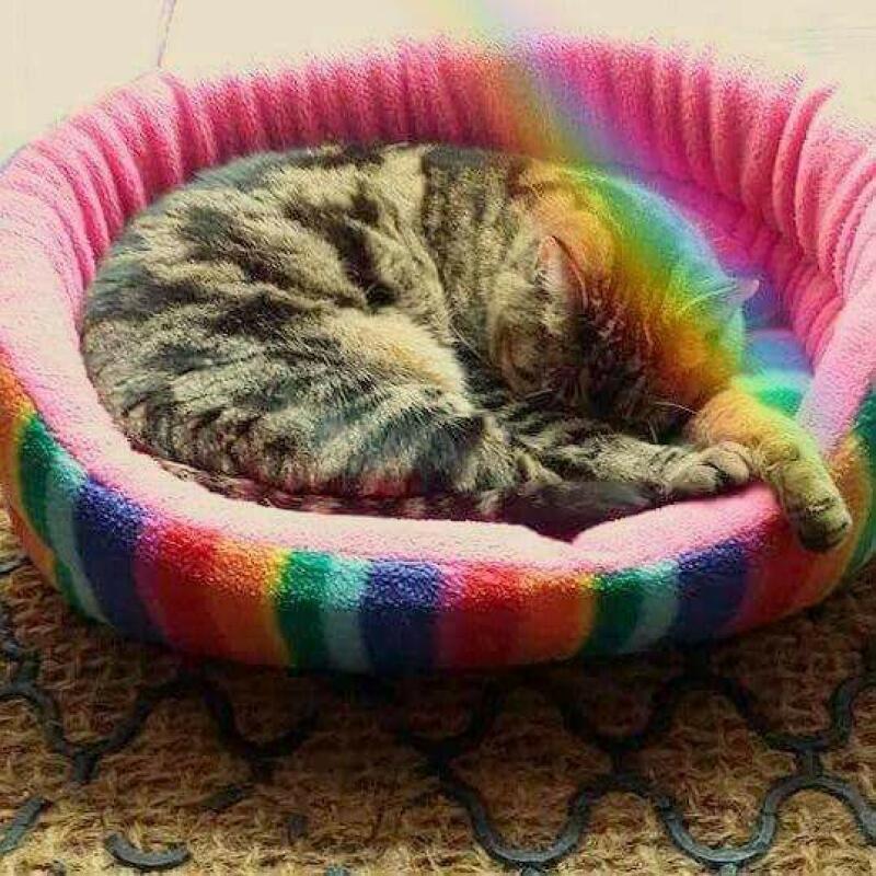 a British shorthair tabby cat lying in a rainbow bed