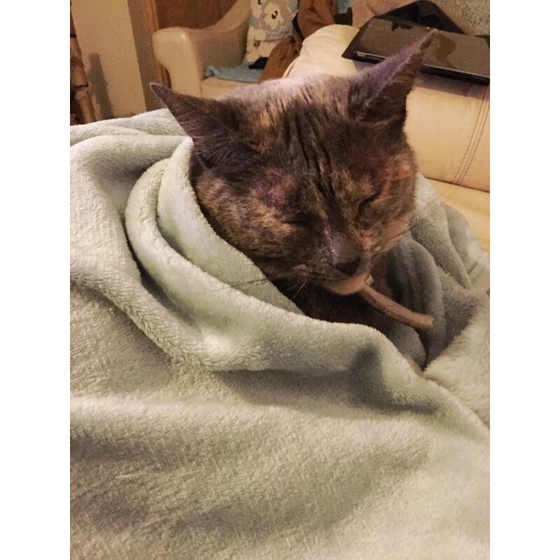 british shorthair cat under a fluffy blanket