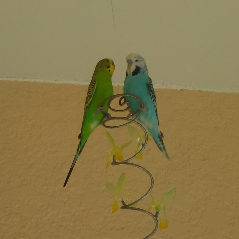 A green American parakeet with a blue English budgie.