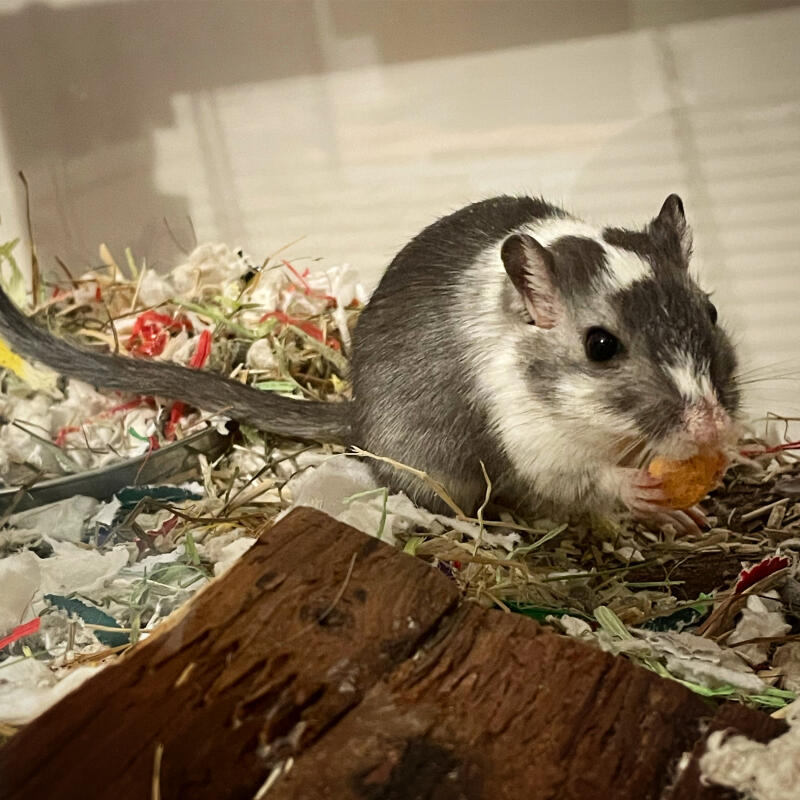 A gerbil eating a treat