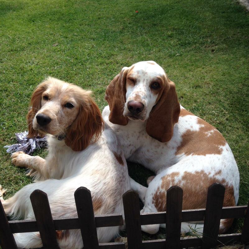 two white and brown dogs lying on grass behind a fence