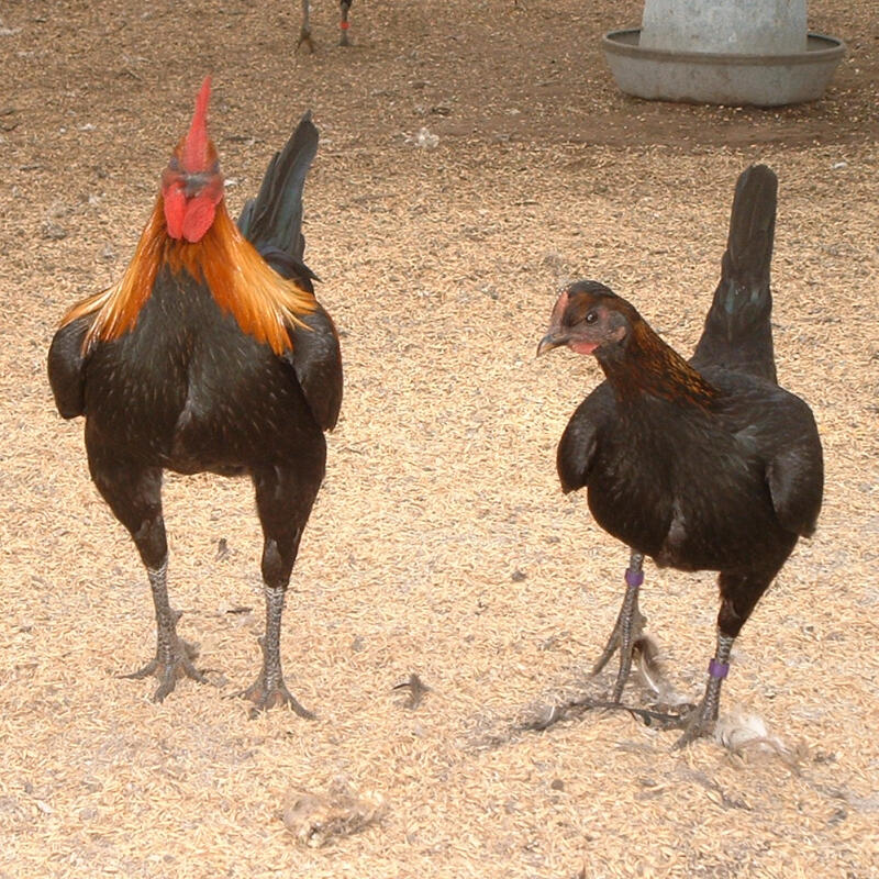 2 hühner in ihrem großen auslauf