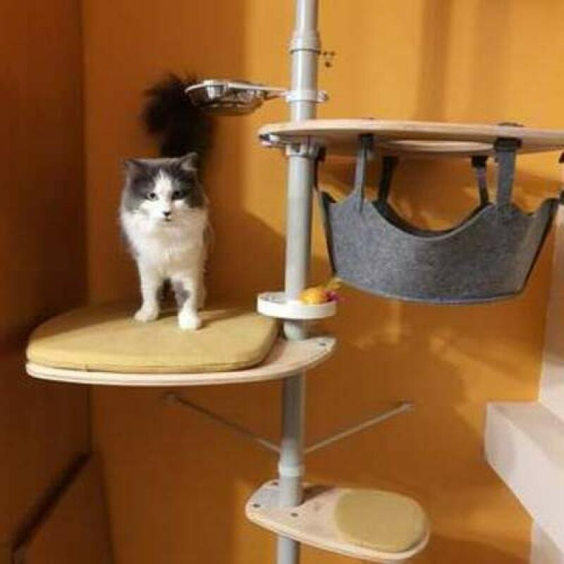 A cat on the platform of his indoor cat tree