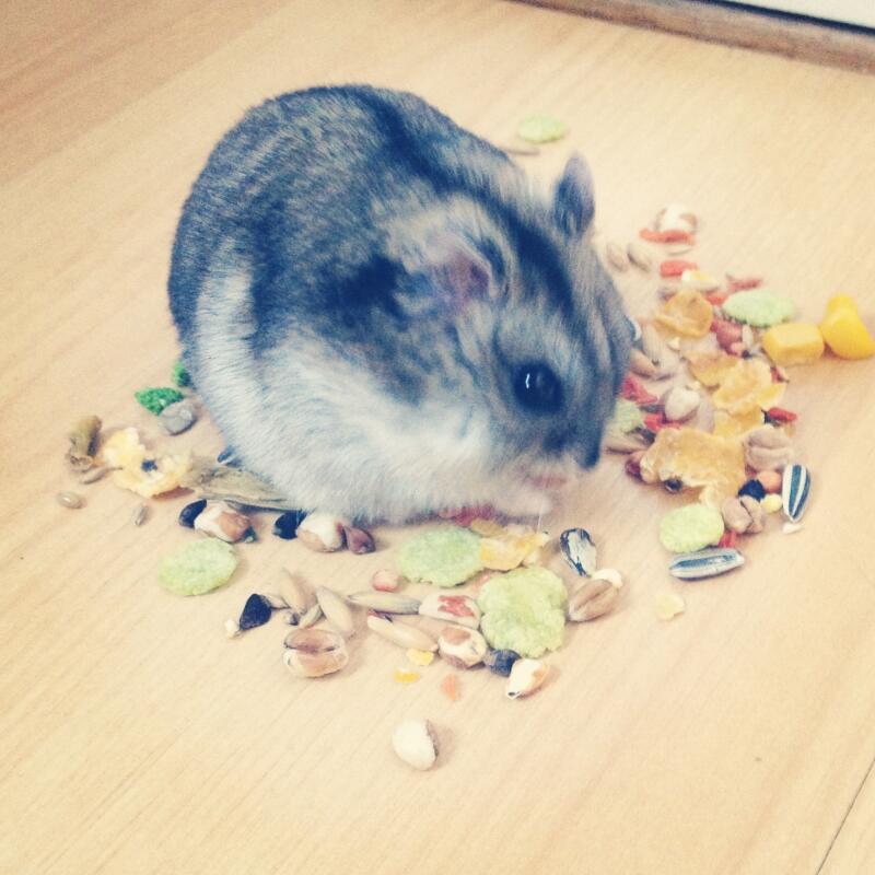 Hamster comiendo comida