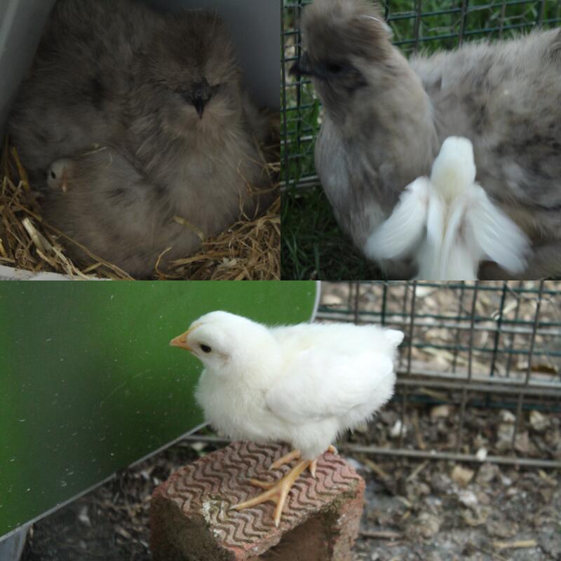 a grey first time mum silkie chicken with it's white chicks