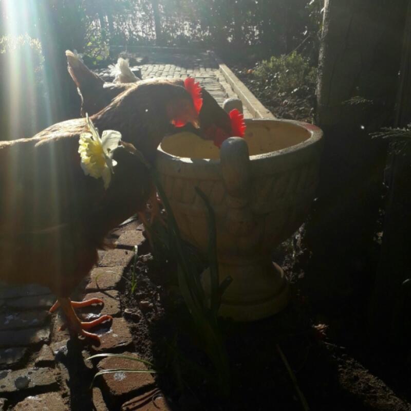 Un poulet qui cherche des vers dans un pot de fleurs.