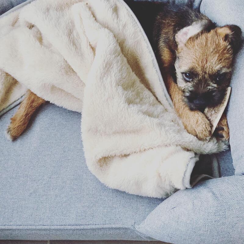 Walter adora su suave y acogedora manta