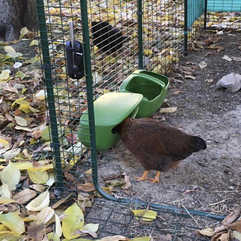 Kurczak jedzący z karmnika dla kurcząt