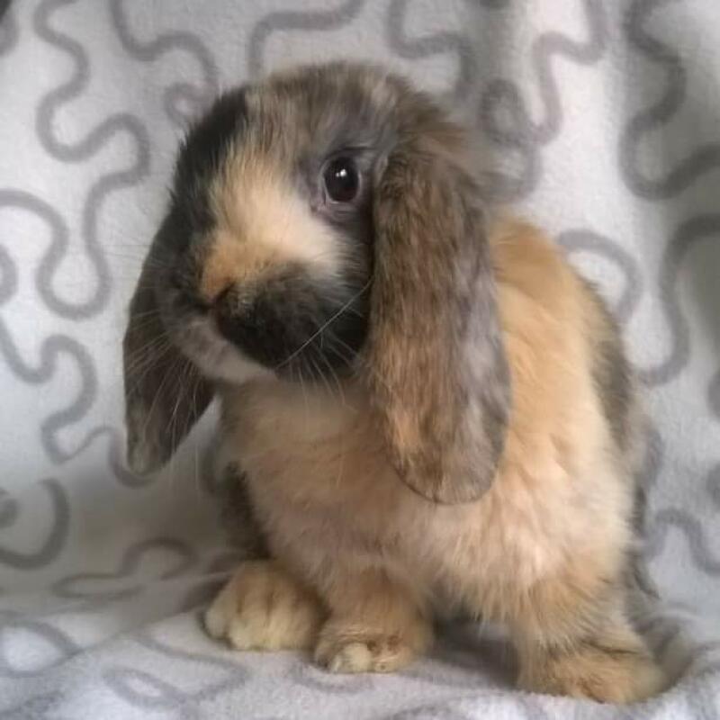 A mini lop rabbit - so cute!