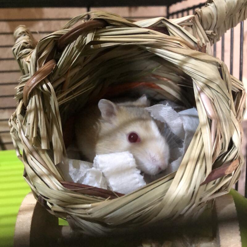 Cinnamon placing her bedding in new Nature First Aeroplane Hideaway! 