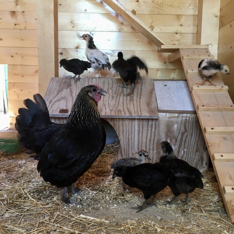 Kycklingar som står i sitt hönshus.