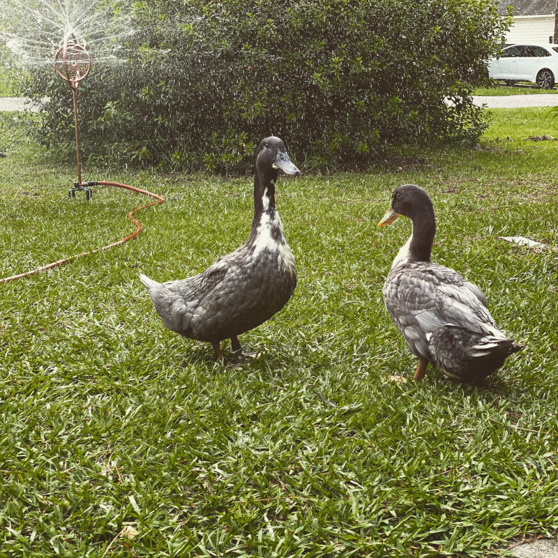 two Swedish ducks in a garden