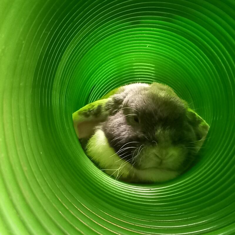 En kanin som gömmer sig i sin gröna tunnel