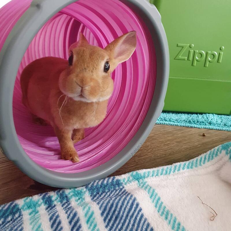 A small rabbit in the pink tunnel of his green shelter