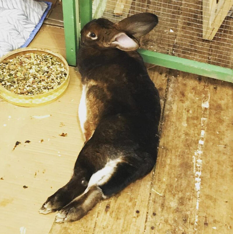 Een konijn dat zich buiten ontspant.